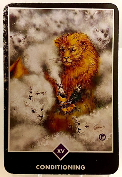 CONDITIONING 条件付け OSHO禅タロット 3801日目 朝陽ウォーキング 20251126