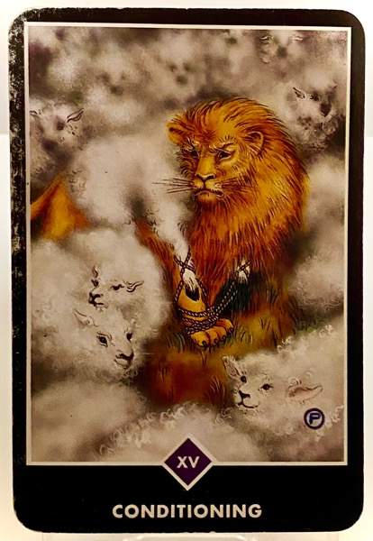 CONDITIONING 条件付け OSHO禅タロット 3805日目 夜明け前ウォーキング 20251130