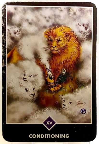 CONDITIONING 条件付け OSHO禅タロット 3904日目 曇天ウォーキング 20260309